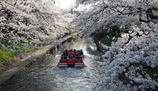 富山市で花見酒の名所といえば松川べりで決まり！