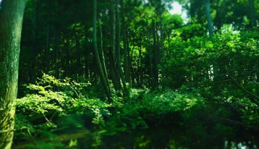 入善町パワースポット『杉沢の沢スギ』で幻想的な癒やしの空間に浸ろう