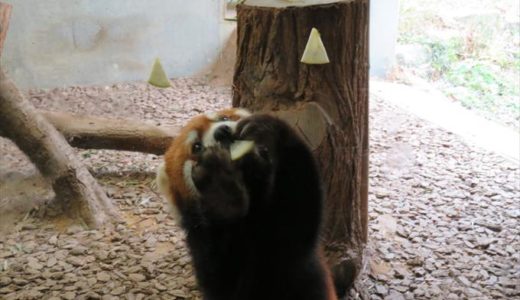 富山市ファミリーパークのごっくんタイムの思い出を語らせてほしい